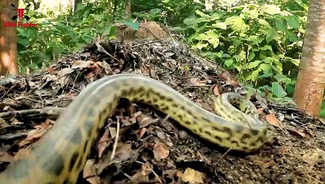 Snake in Water Snake Bites Man in Real Life Short Movie (2)