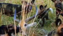This Is How African Wild Dogs Kill Their Prey   Pet Spot
