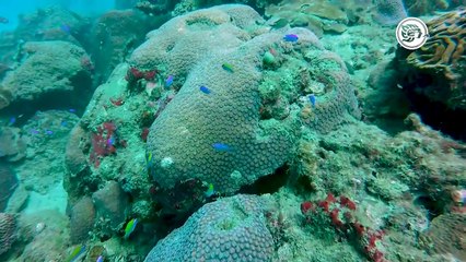 Este Día de la Niña y el Niño, Nati y Pachi te cuentan por qué es importante cuidar los arrecifes de Veracruz.