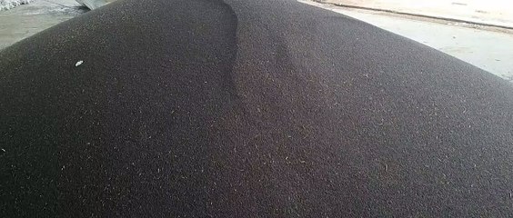 सरसों बेचान: किसानों को झेलना पड़ रहा नुकसान, खरीद की रफ्तार धीमी