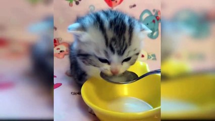 Baby Cats - Cute and Funny Baby Cat  funny videos  Compilation