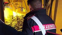 Palermo, scoperta una serra indoor con 250 piante di marijuana a Ballarò