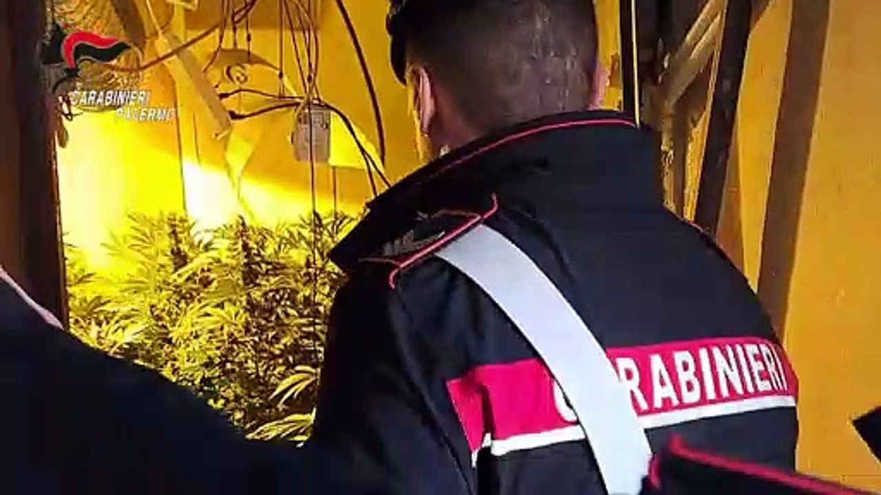 Palermo, scoperta una serra indoor con 250 piante di marijuana a Ballarò