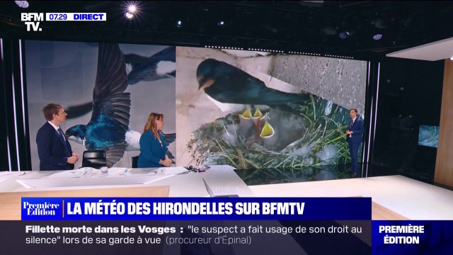 La météo des hirondelles sur BFMTV: l'heure des naissances dans les nids