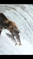 Bear cathing fish!! #dailymotion