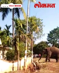 या गावात टस्कर हत्ती निवांतपणे फेरफटका मारतोय पण गावकरी जीव मुठीत घेऊन जगतायत