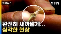 [자막뉴스] 불에 탄 듯 새까맣게 변했다...심각한 피해 상황 / YTN