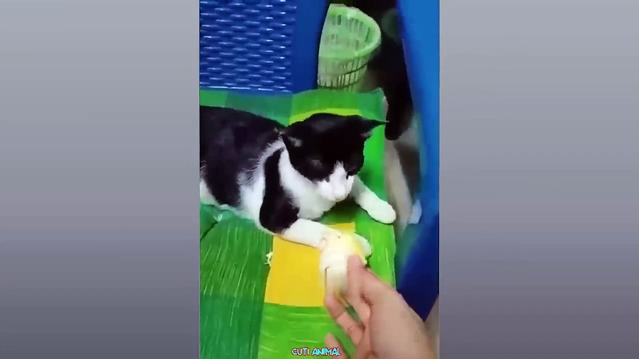 Funny Dog and Cat  Funniest Animals #201