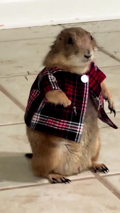 Very Cute