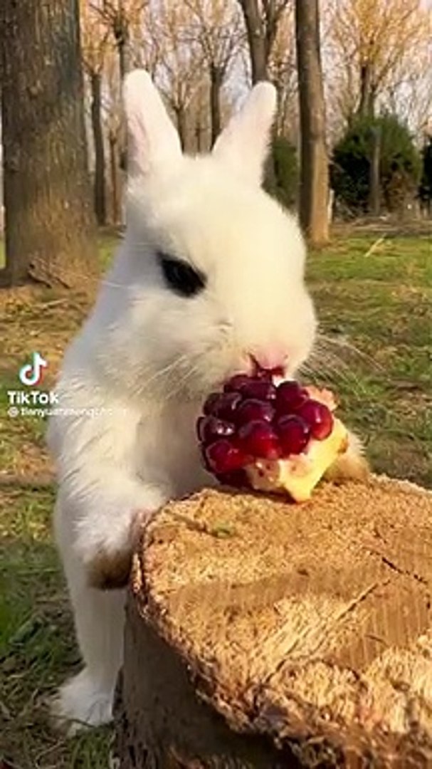 Beautiful rabbits