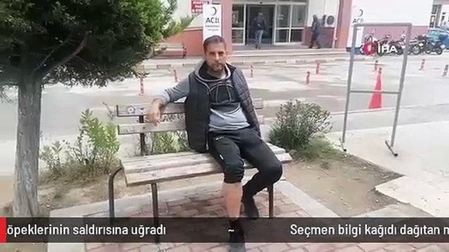 Seçmen bilgi kağıdı dağıtan muhtar, sokak köpeklerinin saldırısına uğradı