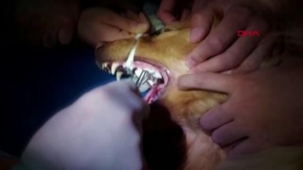 AZI DİŞİ KIRILAN KÖPEĞE KANAL TEDAVİSİ VE DOLGU YAPILDI - YENİDEN