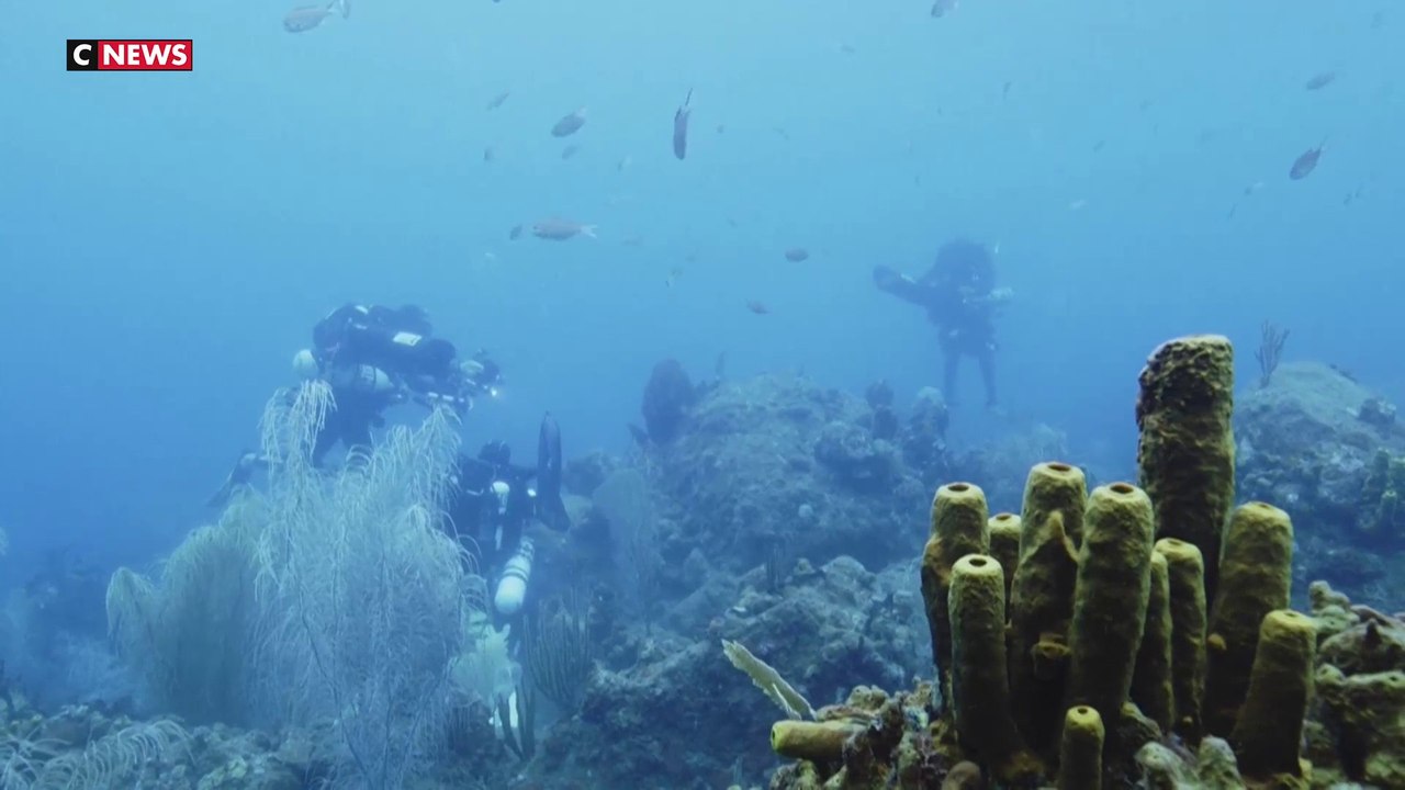 Guadeloupe : une expédition à la découverte des fonds marins