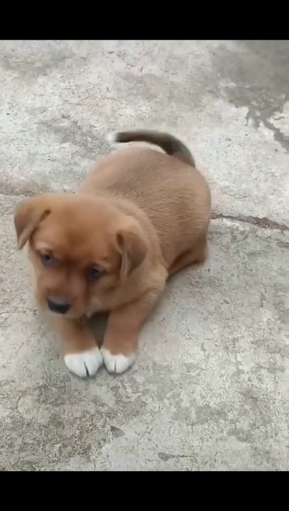cute puppy