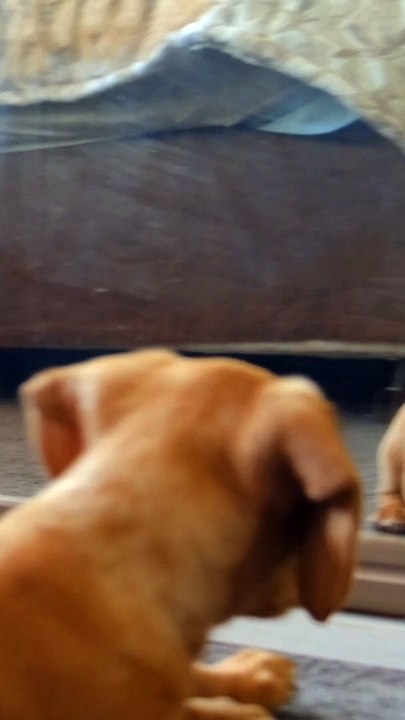 Dog see his face