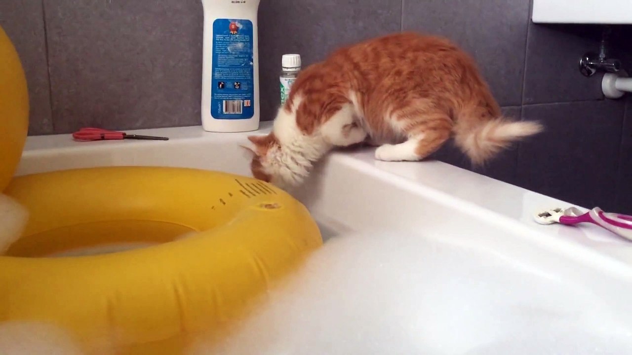 Qui a dit que les chats n'aimaient pas l'eau ?