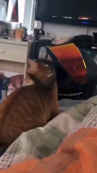 Cute cat । Cute animal । Funny cat's। Only  for Animal lover