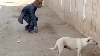 Funny dog with tiger
