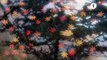 Makoto Shinkai Night (Trailer Ufficiale HD)