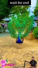 #today  #papular #viral #video #funny #001 #youtubeshorts #ytshorts #shorts #shortvideo #tranding 28 (1)