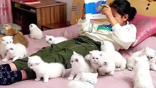 Cute Cats babies ||Cute Cats Cots#billy ||Tom and jerry ||Animals ||breed bred ||Cute Cats baby ||