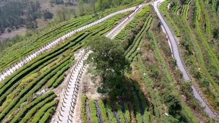 Çin'in Tibet Bölgesindeki Dağ Köyü, Çay Tarımı ve Turizmle Gelişiyor