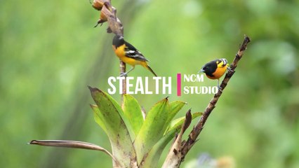 Stealth - Aakash Gandhi: Cinematic Music, Funky Music, Revenge Music, Thrill Music, Action Music