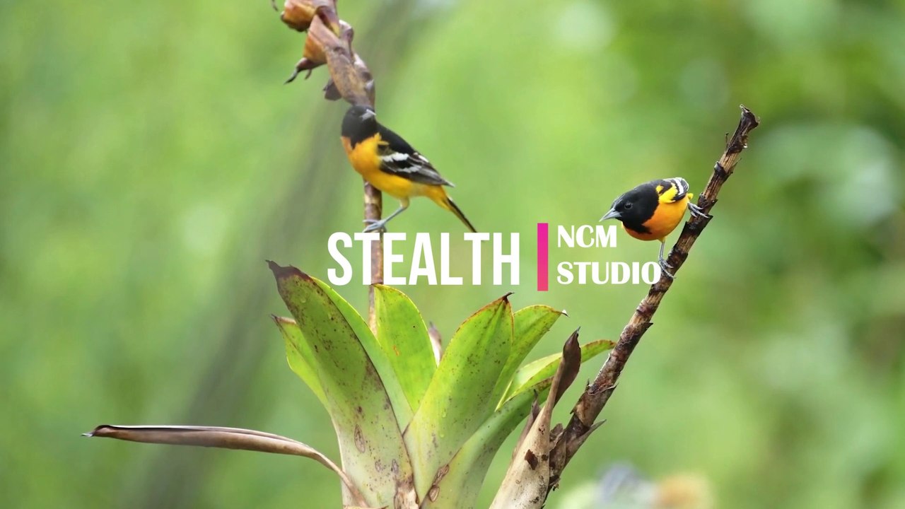 Stealth - Aakash Gandhi: Cinematic Music, Funky Music, Revenge Music, Thrill Music, Action Music