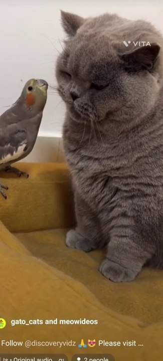 Funny pet's #3