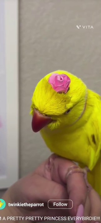 Funny pet's #2