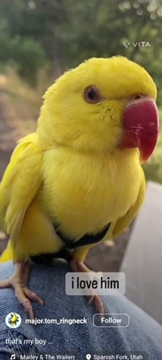 Funny pet's