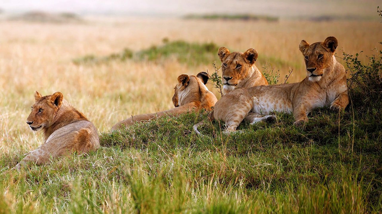 The Strongest LION PRIDE in Luangwa Valley - National Geographic Documentary 2020 (Full H.