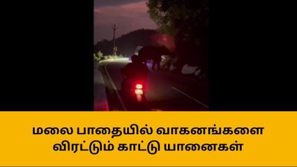 நீலகிரி மலை பாதையில் வாகனங்களை விரட்டும் காட்டு யானைகள்!