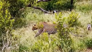 Leopard Mistake in Choosing the Wrong Opponent - Leopard Has Disappointedly Failed Against Big Lizard