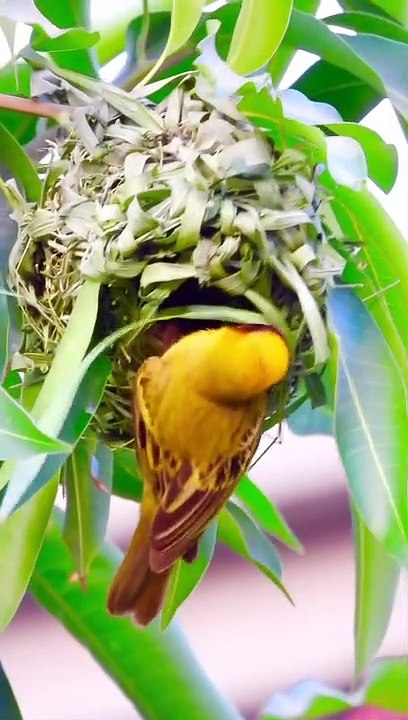 crazy video #shorts #video #clip