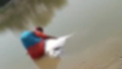 వేములవాడ: విషాదం.. ప్రమాదవశాత్తు చెరువులో పడి కాడెద్దులు మృతి..!