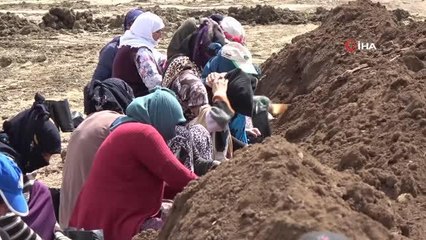 Fıstık fidanı üretim tesisi 50 kadına ekmek kapısı oldu