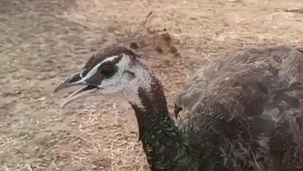 सीधी: राष्ट्रीय पक्षी मोर का किया गया सकुशल रेस्क्यू, देखिए खास रिपोर्ट