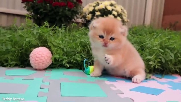 ✔️ HOW Baby Kitten Pinky GROW Up_ 0-6 Months! BEFORE & AFTER