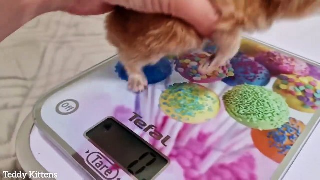 6th day After Birth British Shorthair kittens