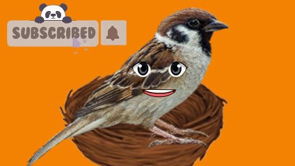 Short video bird song\sa jokes,funny video