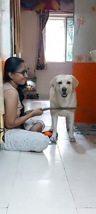 Labrador_Dog_successfully_passed_obstacle_challenge_#shorts(360p)