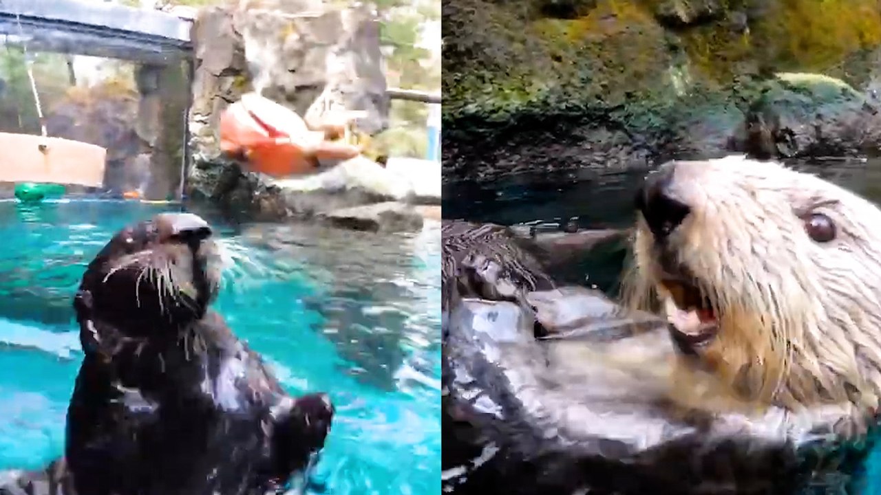 These otters crunching shells will sooth your brain!