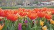 Campos de tulipanes en los Países Bajos