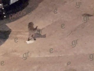 ΑΛΕΠΟΥ ΣΤΟ ΓΑΛΑΤΣΙ