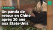 Ya Ya, le panda prêté aux États-Unis, de retour en Chine