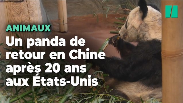 Ya Ya, le panda prêté aux États-Unis, de retour en Chine