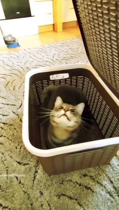 funny animals