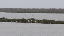 2.200 aves pasan por Las Salinas del Parque Natural de Cabo de Gata en estas últimas semanas