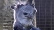 Harpy eagle gets 3D printed beak to cure its infection!